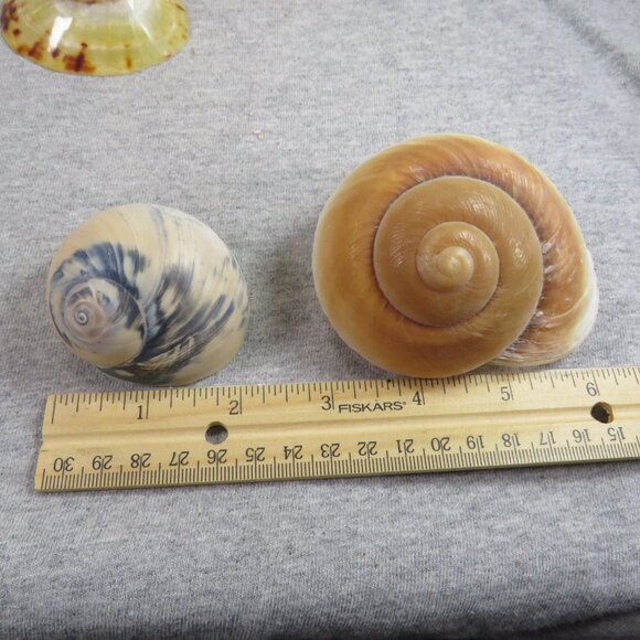 Collection of REAL Sea Shells in plastic star fish dish (over 1 pound) - Picture 9 of 12